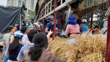 Người Sài Gòn ‘giải cứu dưa’ giúp nông dân Bình Định