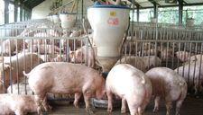 Thủ tướng yêu cầu 3 bộ báo cáo trách nhiệm vì để giá thịt lợn tăng