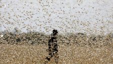 Chưa hết virus corona, TQ đã phải đối mặt với ‘đại dịch’ châu chấu