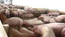 Sau 2 tuần giảm, giá thịt lợn lại tăng vọt lên mức kỷ lục