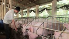 ‘Thách thức’ lệnh giảm giá, thịt lợn cố thủ ở mức cao