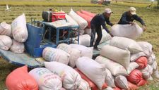 Chính thức kiến nghị cho xuất khẩu gạo bình thường, bỏ quota