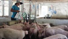 Giá lợn hơi lập đỉnh 94.000 đồng/kg