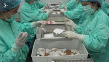 Việt Nam thử nghiệm đợt 2 vaccine Covid-19 trên chuột