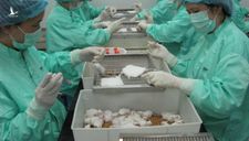 Chuột thí nghiệm khỏe mạnh – triển vọng vaccine Covid-19 ở Việt Nam