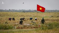Bộ đội giúp dân gặt lúa