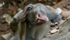 Phẫn nộ du khách bắn khỉ bị thương lòi xương ở Sơn Trà