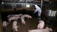 Hỗ trợ hơn 270 tỷ đồng cho hộ chăn nuôi tại Hưng Yên bị thiệt hại do dịch tả lợn châu Phi