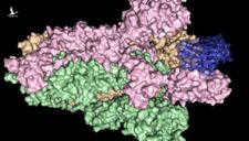 Các chuyên gia Mỹ và Bỉ cùng tìm thấy thứ có khả năng vô hiệu hóa virus corona