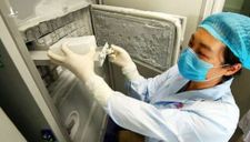 Phòng thí nghiệm Vũ Hán tìm thấy cả “thế giới virus corona” trong cơ thể dơi