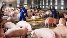 Tăng giá bất chấp cảnh báo, thịt lợn đắt đỏ chưa từng có, khi nào về mức 60.000 đồng/kg?