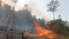 Vụ cháy hơn 32 ha rừng ở Quảng Nam có liên quan đến Giám đốc BQL rừng