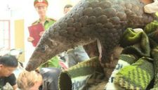 Việt Nam thu thập được sáu loại virus corona trên động vật hoang dã