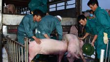 Vì sao cho phép nhập khẩu lợn sống Thái Lan về Việt Nam?