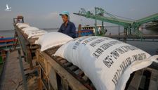 Việt Nam trúng thầu xuất 30 nghìn tấn gạo trắng cho Philippines