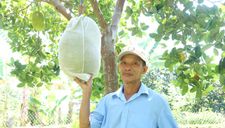 Quảng Nam: Vươn lên thoát nghèo nhờ Tổ hợp tác trồng cây ăn quả