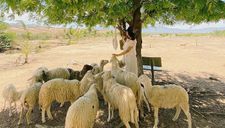 Lạc vào miền quê Châu Âu tại 4 đồng cừu Việt Nam