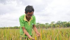 ‘Nhà khoa học’ chân đất lai tạo 50 giống lúa… chỉ để tặng Nhà nước