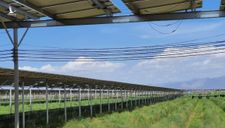 Nhiều địa phương ‘tuýt còi’ trang trại làm điện mặt trời mái nhà