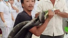 Phải tuyên án tử cho con rắn hổ mang chúa dám cắn tay anh nông dân