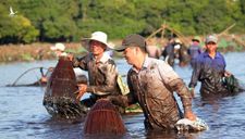 Độc đáo lễ hội Phá trằm bắt cá ở tỉnh Quảng Trị