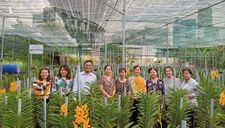 TP HCM: Trồng hoa lan cắt cành màu sắc mới lạ, nông dân ven đô kiếm bộn tiền
