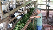 Hồ tiêu hết thời, thả dê trong vườn cho ăn lá nọc, cỏ dại, thịt thơm bán giá cao 130.000 đồng/kg