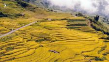 Biển lúa hè thu rực vàng Ngải Thầu ở độ cao hơn 2.000 m