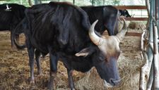 Đàn bò tót vườn quốc gia đói trơ xương