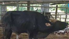 Đàn bò tót lai quý hiếm “ốm o gầy mòn”: Hơn năm qua, chúng chỉ được ăn rơm khô cầm cự qua ngày