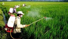 Cục Trồng trọt, chuyên gia phản ứng ý kiến ‘90% người Việt dùng gạo ‘bẩn’