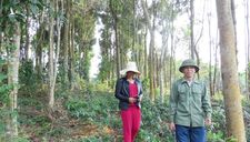 Người dân trồng rừng gỗ lớn thu tiền tỷ ở huyện Bố Trạch, Quảng Bình
