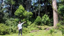 Trồng rừng gỗ lớn -‘Cách mạng’ chuyển đổi tư duy: Đòn bẩy để phát triển