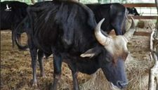 Bò tót mà biết nói năng…