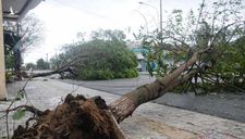 Sau bão số 9, đường phố Đà Nẵng, Quảng Nam thiệt hại nặng nề