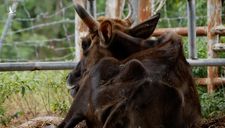 Vụ bò tót gầy trơ xương: Chuyển cho Vườn quốc gia Phước Bình nuôi dưỡng