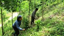 Liên kết trồng rừng để nâng cao lợi ích kinh tế cho các hộ dân