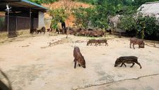 Nuôi đàn lợn rừng thu về ‘tiền tỷ’ mỗi năm