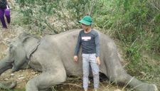 Con voi cuối cùng ở Bắc Tây Nguyên đã chết