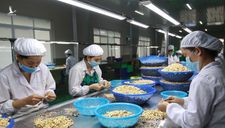 The Star: Việt Nam xuất khẩu “vua hạt khô” hàng đầu thế giới