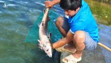 Cá tầm Trung Quốc giá rẻ tràn vào Việt Nam, người nuôi cá trong nước lao đao