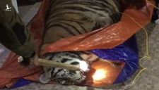 Phát hiện một con hổ nặng 250kg nằm bất tỉnh trong nhà dân ở Hà Tĩnh