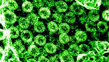 Phát hiện khí ozone có thể khử khuẩn bề mặt có virus corona