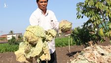Nông dân nhổ bỏ hơn 400 tấn rau vì giá thấp
