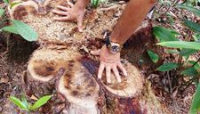 NÓNG: Hàng chục cây cổ thụ thuộc rừng phòng hộ bị chặt đem bán do nhầm