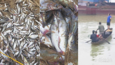 Cá chết nổi trắng sông ở Nghệ An, dân vớt đem ra chợ bán