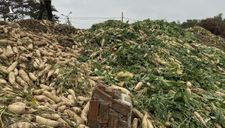 Người nông dân Hải Dương bỏ đi hàng nghìn tấn củ cải, su hào: Lỗi thuộc về ai?
