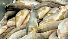 Cá lại chết hàng loạt trên sông Mã, hơn 14 tấn chỉ trong ngày 14-4