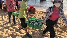 Bà con Quảng Bình trắng đêm góp cá gửi người Sài Gòn chống dịch