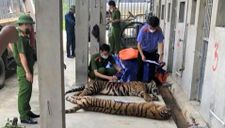17 con hổ nuôi nhốt trái phép trong nhà dân: Khởi tố, bắt tạm giam bị can